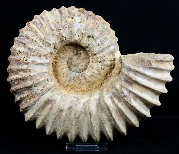 Large ( inch Wide) Mantelliceras Ammonite #3526